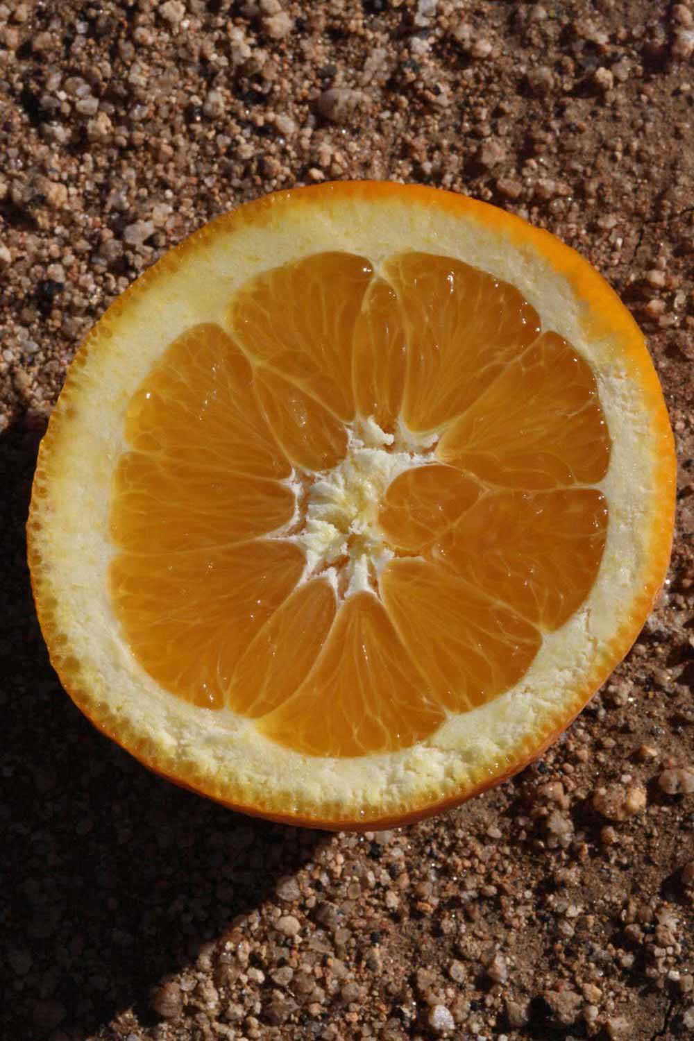            Fruit cross-section (Riverside, CA)   